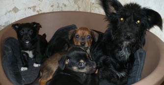 Neue niedliche Hundefamilie in unserer Obhut