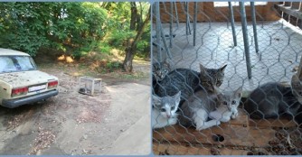 Und nochmal 5 ausgesetzte Katzen...