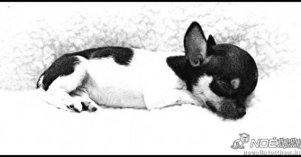 Kifli, ein Opfer des verantwortungslosen Vermehrens...