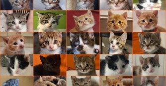 Spendenaufruf f&uuml;r unsere Katzenrettung