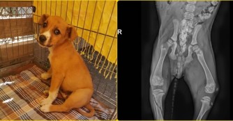 Ciabatta wurde vom B&auml;ckerauto angefahren