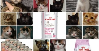 Wir ben&ouml;tigen Nachschub an Kittenfutter und Kittenmilch!