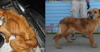 Lakat sieht schon so viel besser aus!