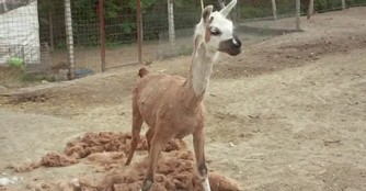 Fr&uuml;hlingsmodeschau nach NOAH Art 