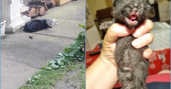 Mutterkatze konnte  nicht  geholfen werden, Hoffnung f&uuml;r Katzenbaby