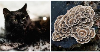 Katzenleukose-Behandlung im NOAH Tierheim Ungarn 