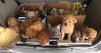 Schon wieder wurden Hundeschmuggler abgefangen