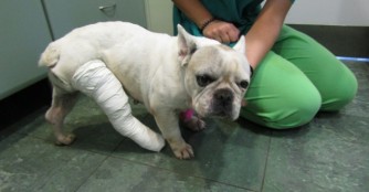 Levendula, unser kleiner Pechvogel!