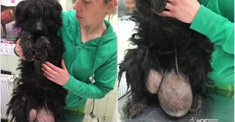 Ein Weiterer Puli in gro&szlig;er Not, Lid&eacute;rc!