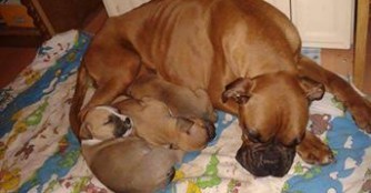Lizett und ihre Babies