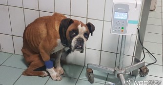 Grosse Sorge um Boxerh&uuml;ndin Lizi