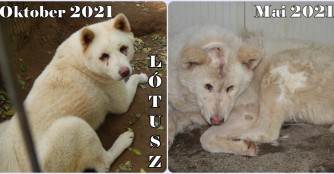 L&oacute;tusz ist aufgebl&uuml;ht