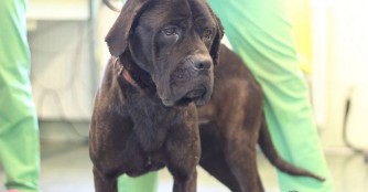 Lucas hat die Kieferoperation hinter sich