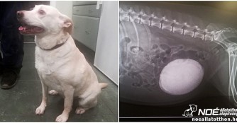 Lunitas riesiger Harnstein