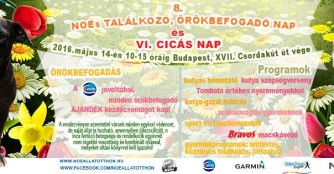 8. NO&Eacute; Treff und Adoptionstag, sowie VI. Tag der Katzen