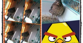 Die Saison der Jungv&ouml;gel hat begonnen