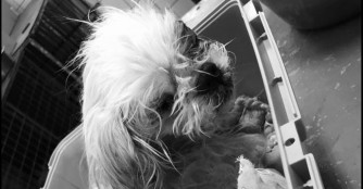 F&uuml;r Maj&aacute;lis kam die Hilfe zu sp&auml;t