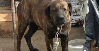 Wieder ein Kettenhund gerettet!