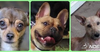 Drei weitere Hunde zogen am 31. Mai nach Deutschland