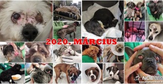 Bitte helft uns beim Zahlen unserer Tierarztrechnungen!