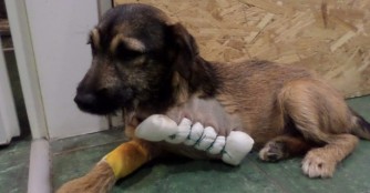 Marnie's verkr&uuml;ppeltes Beinchen wurde amputiert
