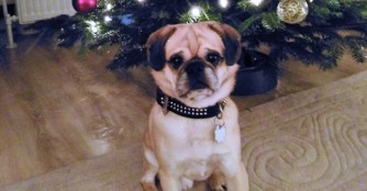 Neujahrsgr&uuml;sse von Maty&oacute;, alias Buddy