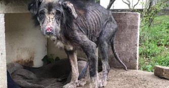 Merlot... sein Zustand ist unfassbar 