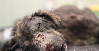 Erste Untersuchungsergebnisse von Merlot