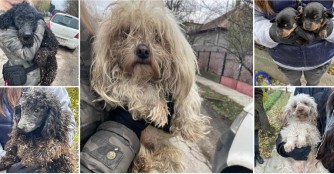 Erneute Rettungsaktion in Mezőt&uacute;r