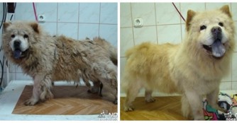 Vom h&auml;sslichen Entlein zum sch&ouml;nen Schwan, pardon Chow-Chow