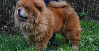 Minos musste schon mehrmals am Popo operiert werden