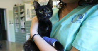 Illatos Mirza mit Beckenbruch :(