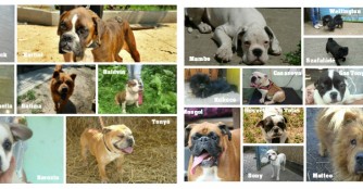 Hundetransport August 2015