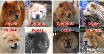 Chow-Chows in Not!