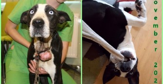 Ezredes l&auml;&szlig;t gr&uuml;&szlig;en!