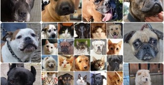 Adoptionen im April 2021