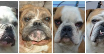 English Bulldogs auf der Suche nach ihrem neuen Zuhause