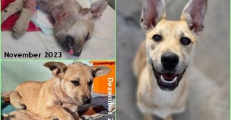 Korall ist vollst&auml;ndig genesen!