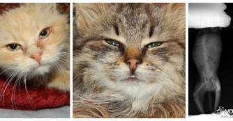 Saisonauftakt bei der Katzenrettung