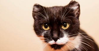  Katze der Woche: Myrtill