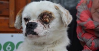 Nelson verliert sein Auge