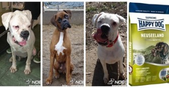 Unsere BOXER Sch&uuml;tzlinge ben&ouml;tigen spezielles Hundefutter!!!