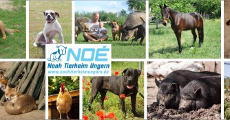 NOAH Tierheim Ungarn - Das Lebensheim