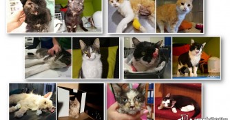 NO&Eacute; Katzenrettung R&uuml;ckblick 2018