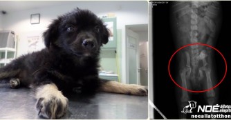Kleiner Hund mit grossen Schmerzen!