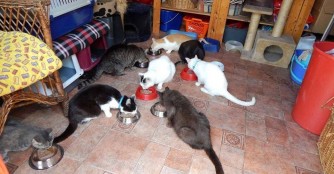  Full House bei der Katzenrettung des NOAH Tierheimes!