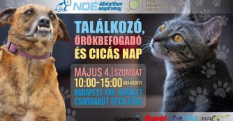 NO&Eacute;-Treffen, sowie Adoptionstag und Katzenfest!