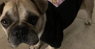 Obelix w&uuml;nscht sich ein Zuhause f&uuml;r Immer