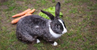 Ein gelungenes Osterfest :)