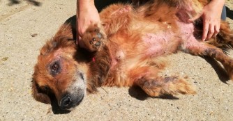 Pac&aacute;k, alter Herr in gro&szlig;er Not